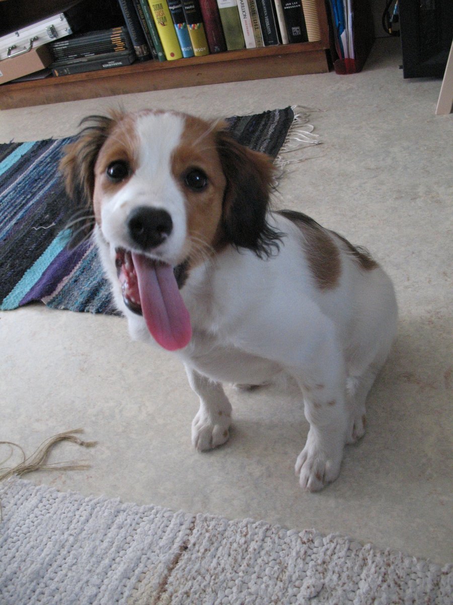 whyaredogscute's tweet photo. Practicing my best 'I'm sorry, did you say treat?' face. Nailing it, right? 🐶😛 #dog #cutedog #puppyeyes #adorable #tongueouttuesday #dogsofTwitter https://t.co/ao5KnoxxKY