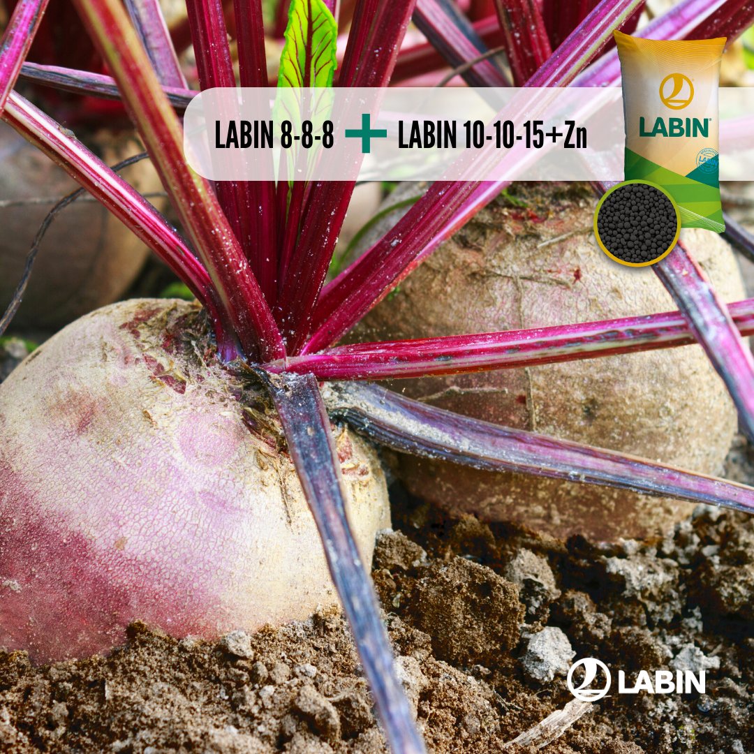 Distintas formulaciones granuladas NPK para un mismo fin 👉 TU CULTIVO 🌱

#labin #solucioneslabin #Cadiz #Valladolid #Leon #remolacha