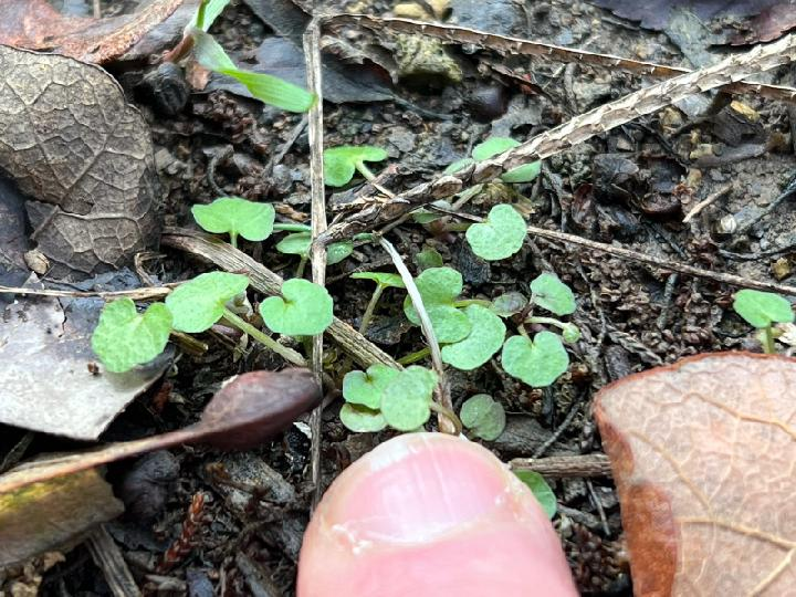 byconnorgiffin's tweet photo. BIG news for tiny flowers. 🌱🚨

One year after this controlled burn of invasives just outside Jefferson County, a survey found Kentucky glade cress, a threatened species endemic to this corner of the state, coming up in the restoration area. https://t.co/URVekp815I