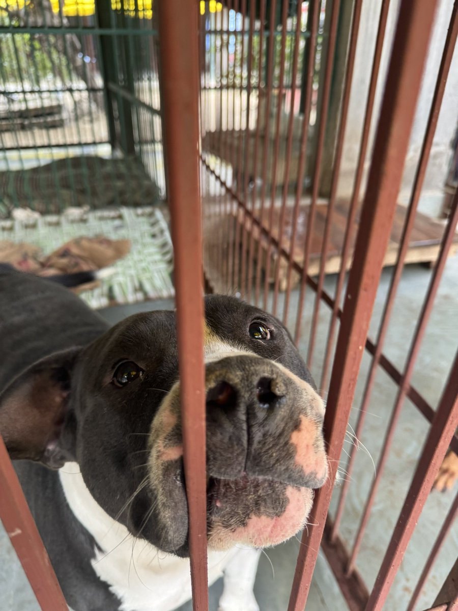 ACGSsanctuary's tweet photo. The issue of animal overpopulation is a global concern. Uncontrolled breeding leads to an influx of homeless animals, putting a strain on shelters. Say yes to Animal Birth Control program.
#NotoPoundsYestoABC https://t.co/7nQ6Yt44yC
