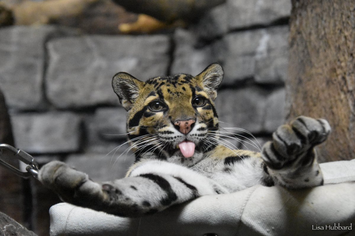 CincinnatiZoo's tweet photo. Happy Tongue Out Tuesday from Suri the clouded leopard! https://t.co/l6uHiT0XhQ