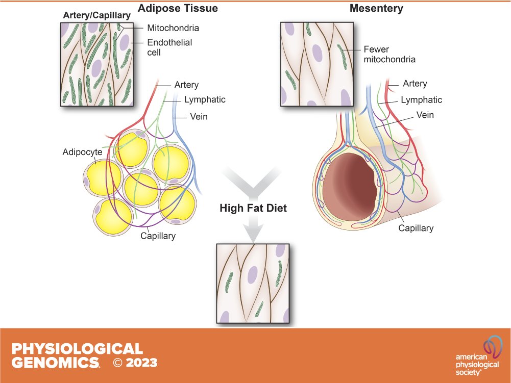APS Publications (@apspublications) on Twitter photo New in the <a href="/PhysiologicalG/">Physiological Genomics</a> #PhysiologyofObesity collection:
Obesogenic diet disrupts tissue-specific mitochondrial gene signatures in the artery and capillary #endothelium (Luke S. Dunaway, Melissa A. Luse et al.)
ow.ly/h17550QoOIy
#obesity #endothelialdysfunction New in the <a href="/PhysiologicalG/">Physiological Genomics</a> #PhysiologyofObesity collection:
Obesogenic diet disrupts tissue-specific mitochondrial gene signatures in the artery and capillary #endothelium (Luke S. Dunaway, Melissa A. Luse et al.)
ow.ly/h17550QoOIy
#obesity #endothelialdysfunction
