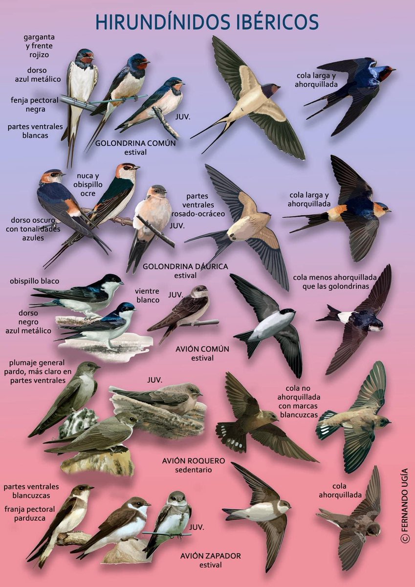 Preciosa la lámina que comparto hoy del magnífico <a href="/FernandoUgia/">fernando ugia</a>