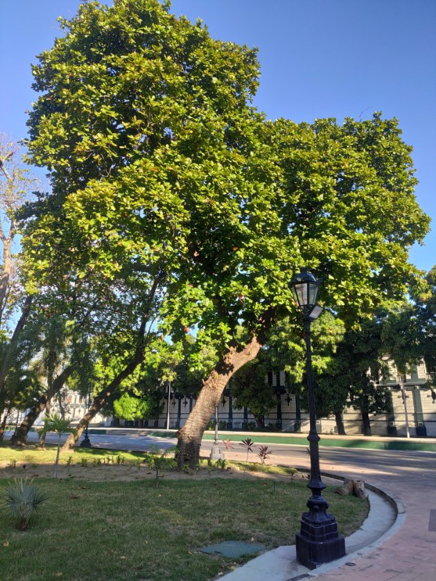 sembramostodos's tweet photo. El Almendrón, Terminalia catappa, una especie introducida, nativa de Madagascar que se ha adaptado muy bien al entorno tropical venezolano. Es fuente de alimento de insectos, aves, iguanas, pequeños mamíferos y murciélagos que se alimentan de sus frutos. Llega a medir hasta 40mts https://t.co/QBab1d9Ddf