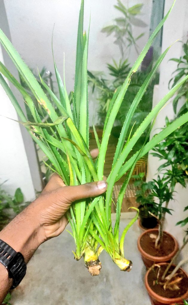 SuryaCEG's tweet image. தாழம்பூ - Thaazham poo - screw pine cuttings. 

Does anyone know how to propagate these? Plant as is? 
or let it scab and plant?
or keep it in water to form roots and plant?

#gardening #screwpine #தாழை