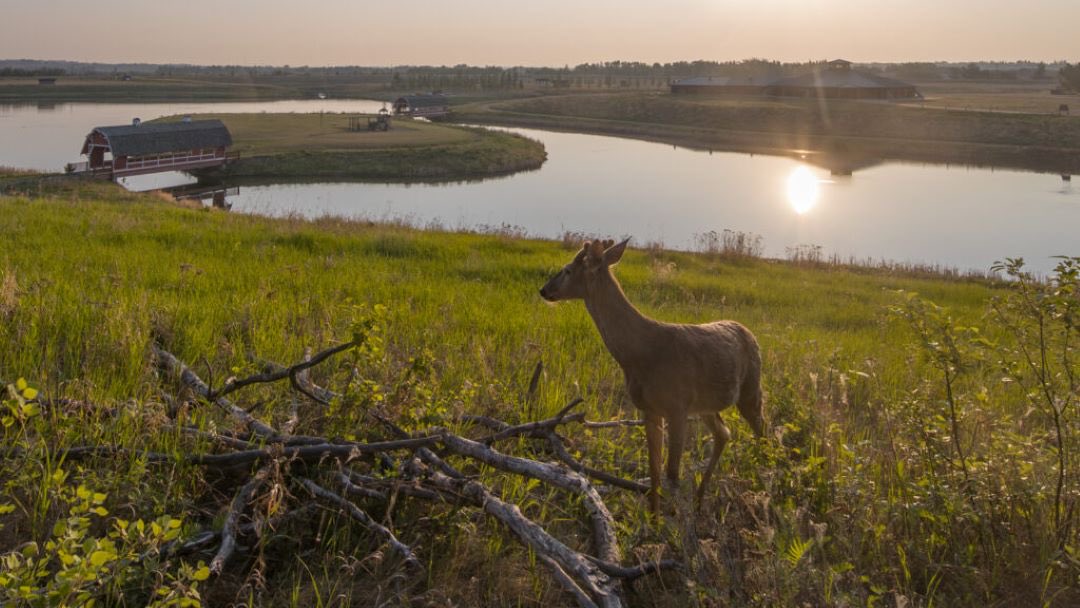 NSRVCS (@nsrvcs1) on Twitter photo City of Edmonton wants your ideas for long-term plan of new northeast river valley park by Feb 29/24 <a href="/CityofEdmonton/">City of Edmonton</a> <a href="/horsehillcl/">Horse Hill Community</a> <a href="/ErvcCcom/">Edmonton River Valley Conservation Coalition</a> <a href="/YegTrails/">Edmonton Trails</a> <a href="/Halpingal/">HLAnne PhD</a> <a href="/RiverValleyPark/">RiverValleyAlliance</a> <a href="/YEGRiverValley/">YEG River Valley</a> City of Edmonton wants your ideas for long-term plan of new northeast river valley park by Feb 29/24 <a href="/CityofEdmonton/">City of Edmonton</a> <a href="/horsehillcl/">Horse Hill Community</a> <a href="/ErvcCcom/">Edmonton River Valley Conservation Coalition</a> <a href="/YegTrails/">Edmonton Trails</a> <a href="/Halpingal/">HLAnne PhD</a> <a href="/RiverValleyPark/">RiverValleyAlliance</a> <a href="/YEGRiverValley/">YEG River Valley</a>