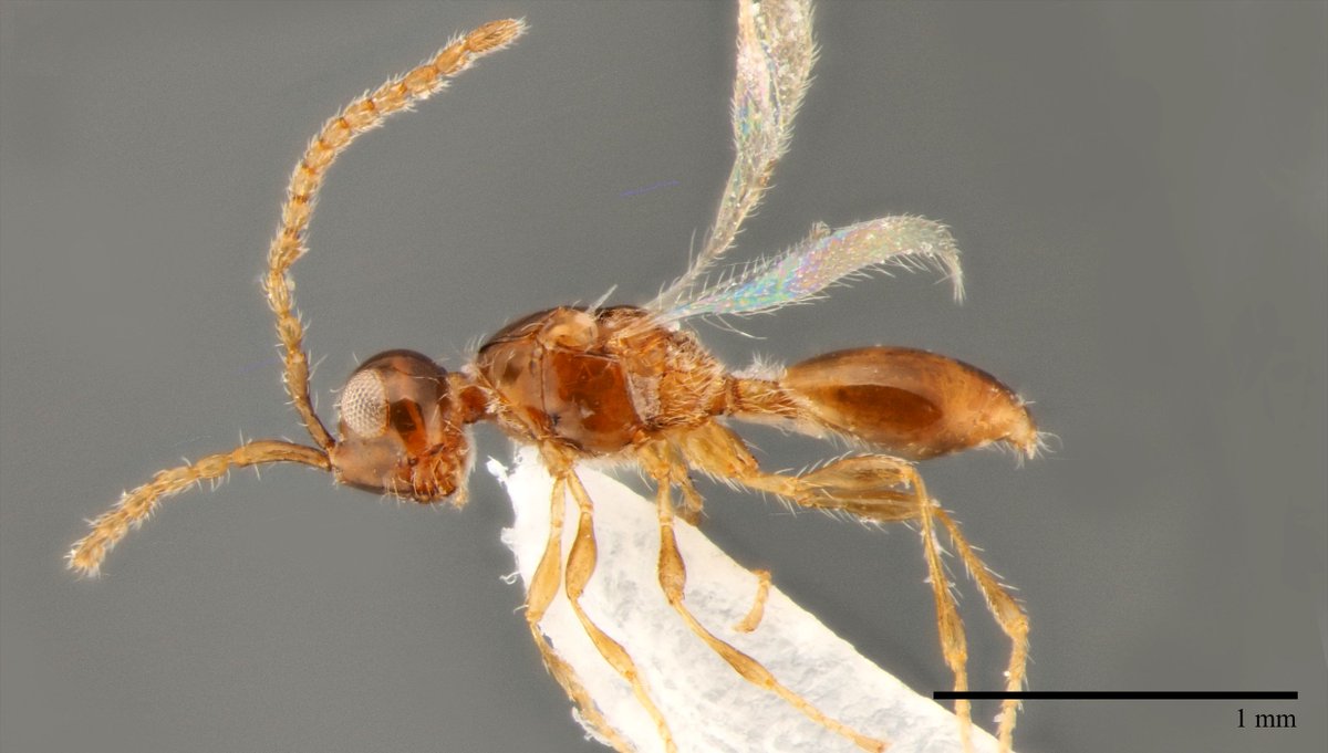 BioDataJournal's tweet photo. Three #newspecies of parasitoid #wasps are described in an integrative #taxonomy-based review for the genus Spilomicrus in Germany using #DNAbarcoding and classic morphology. Find out more here: https://t.co/8jsjZtBbzI https://t.co/lYMyLKti96