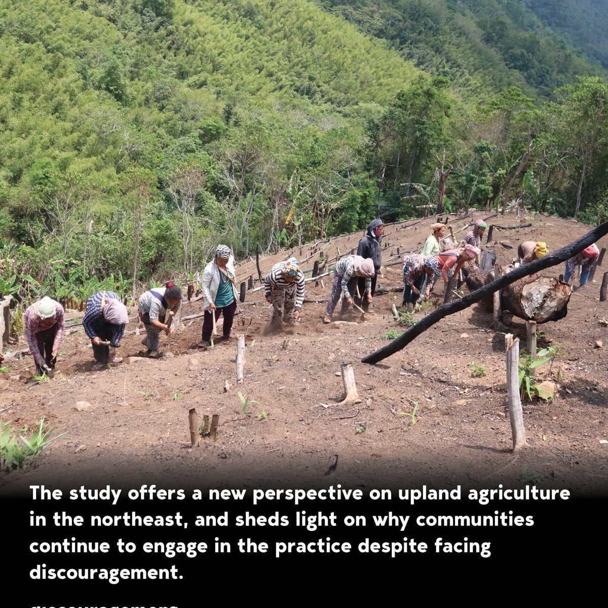 iitgn's tweet photo. #IITGNResearchCapsule: Did you know how hill #tribes of #northeast India weave a captivating story within their #traditional #farming practices?
#Swidden agriculture, or #ShiftingCultivation, is a traditional method where farmers clear, burn, and cultivate land for a few years https://t.co/oIpvEkjNjt