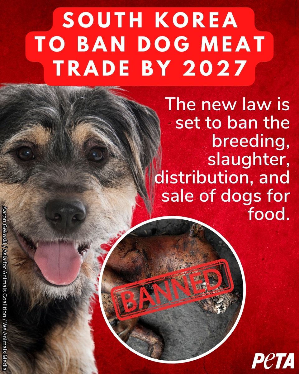 PETAUK's tweet photo. Great news! Today, a bill has been passed to ban the breeding and killing of dogs for consumption in South Korea 👏 https://t.co/syj3VYNgnR