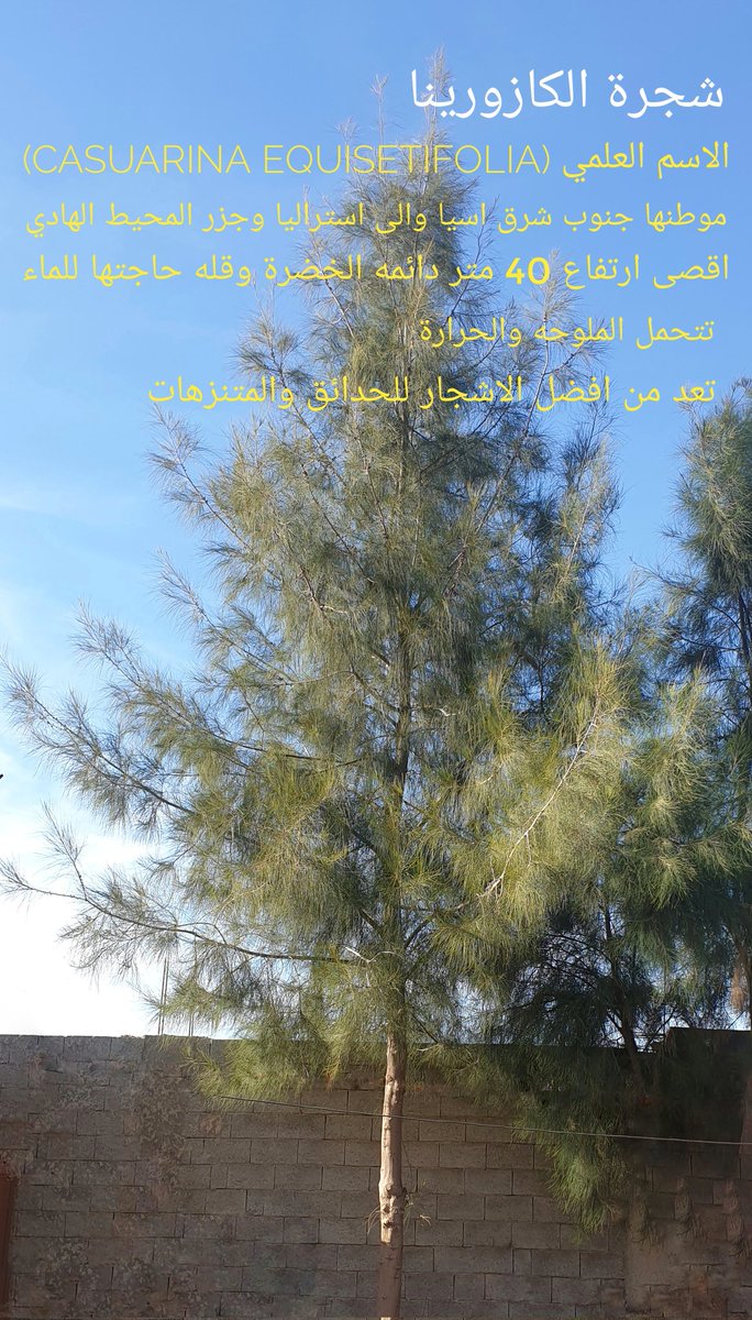 bukayriyah's tweet photo. شجرة الكازورينا افضل من شجرة (الكاربس)المنتشرة في البكيرية والقصيم  والتى ينتج عنها ضرر بالغ على النظام البيئي والصحه وتم حضر زراعتها في السعودية عام 1436.
@Media_buk @bkeryah @MOE_BUK @Qassimmun @mjedkz #محافظة_البكيرية https://t.co/OBgqFhuTVc