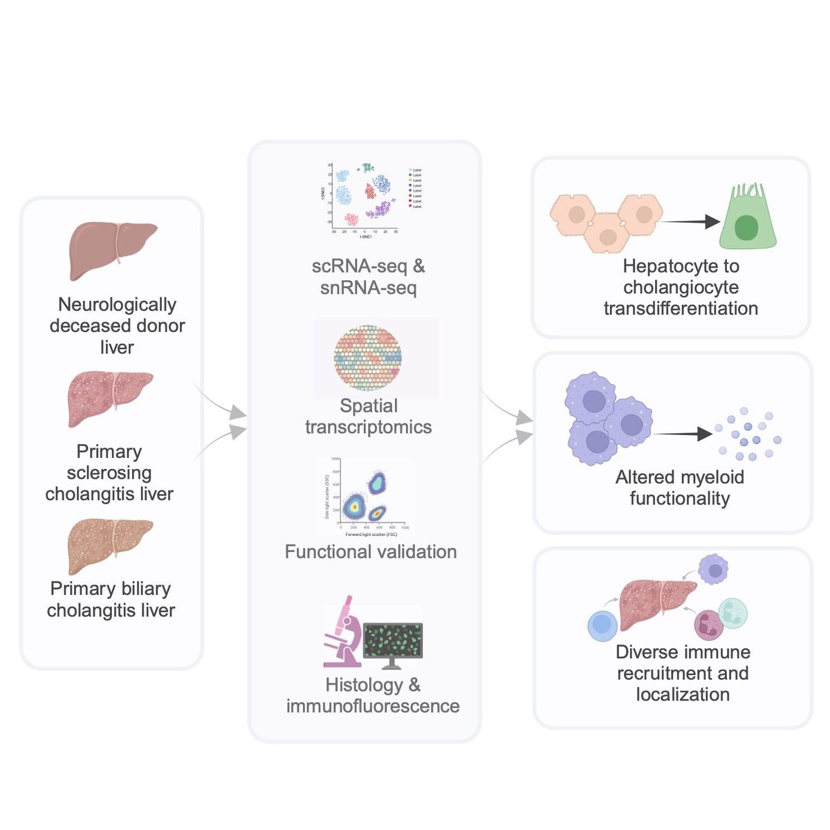 Thrilled to share our team's newest paper examining the cellular ecosystem of Primary Sclerosing Cholangitis, a rare liver disease that has no current treatments, a fact that we hope to change with our single cell, single nuc and spatial atlasing efforts! sciencedirect.com/science/articl…