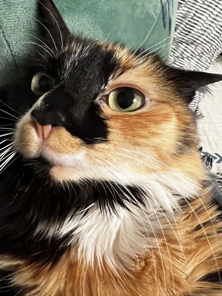 Do you like my green eyes?

#CatholicTwitter #Cat #CatsAreFamily #catlover #pet