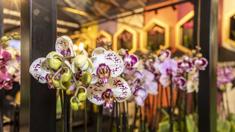 Morgen, woensdag 10 januari 2024, zijn wij aanwezig op de #OrchideeënPlaza in #Aalsmeer. Kwekers tonen hier hun nieuwste assortiment #potorchideeën. Tegelijkertijd presenteren kwekers van kamer- en #tuinplanten hun aanbod op de #Winterfair. Aanmelden: lnkd.in/e_Dq4mxp