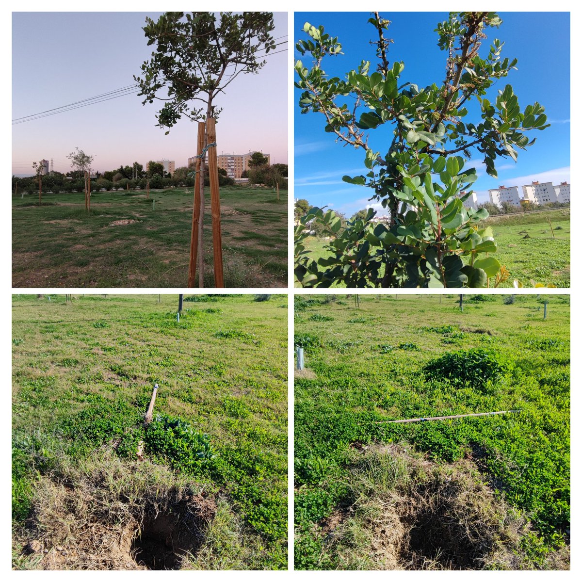 sevillamasverde's tweet photo. 📢 Vecinos y voluntarios nos han avisado del ROBO de árboles grandes que plantamos el año pasado en las parcelas que estamos reforestando en #ParqueDeLaVegaDeTriana.
2 árboles de 3 metros que el  #Voluntariado ha cuidado con esmero.
⚠️El parque necesita iluminación y vigilancia‼️ https://t.co/Z880Ep50SA