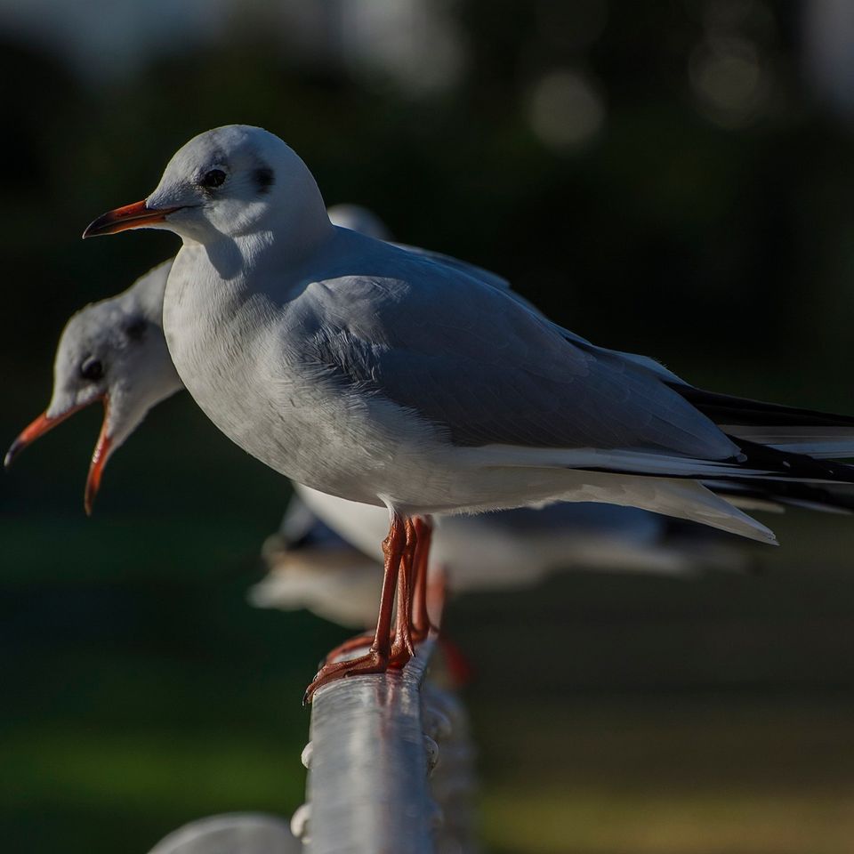 Join us in January for a walk around the park and discover some of the amazing birds that live here.
📆 Saturday 20 Jan: Drop in at any time from 11am - 3 pm and help us identify the birds that inhabit our wetlands in the Big Wetland Birdwatch.
#birdwatch2024 
📷Martin Freeman