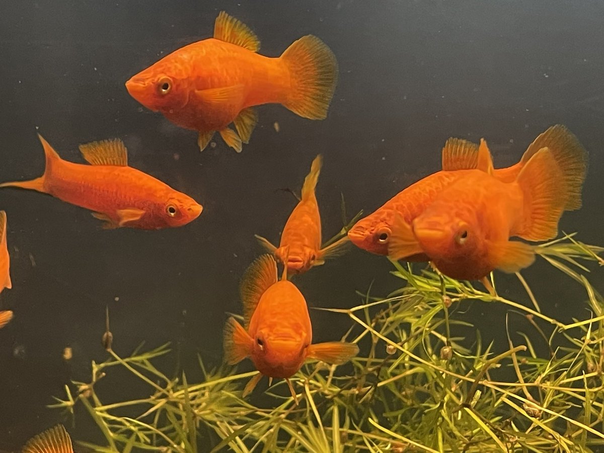 AquaBman's tweet photo. My Red Swordtails. https://t.co/lh15pvEZgI