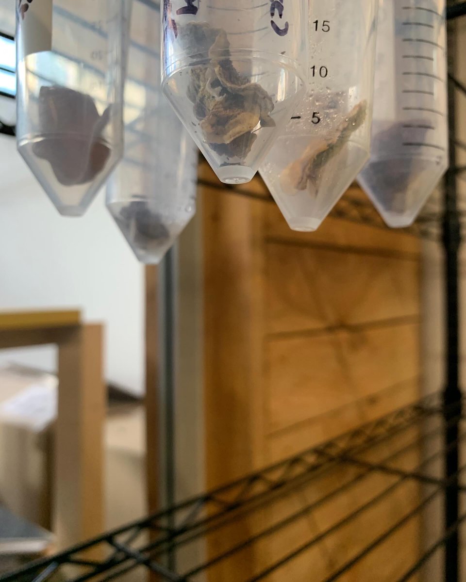 invisibleflock's tweet photo. We’re excited to start the new year with our 2024 residency call out. We are looking  for artists to join us with an interest in developing their practice in  our newly completed space - our Bio Arts Lab.

Full details here: https://t.co/FuuszYUb4J https://t.co/fp9w7XIrcw