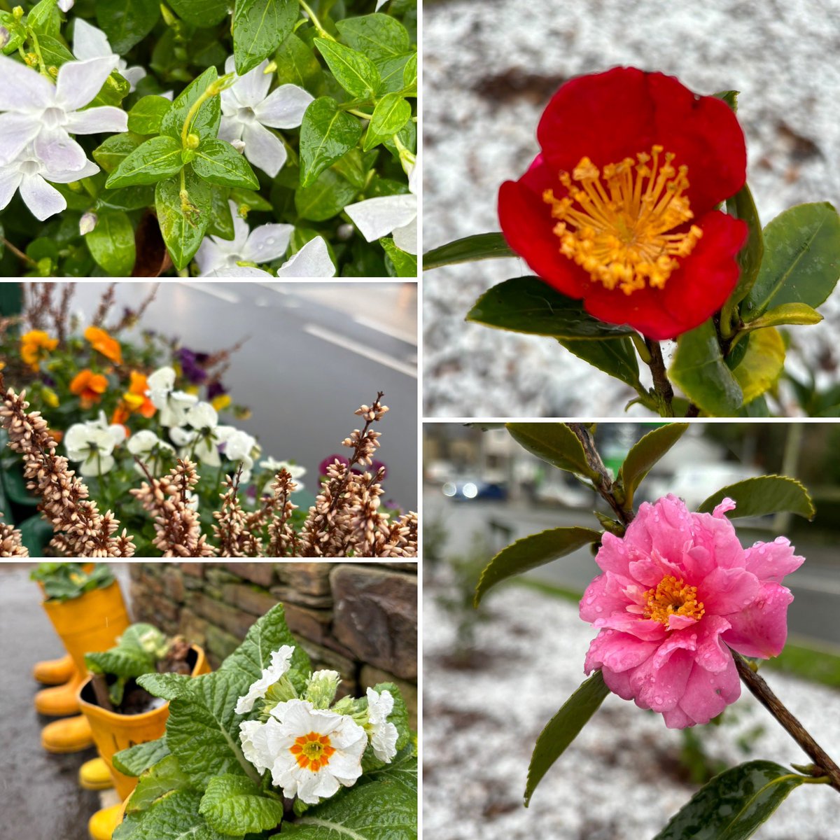 Back manning the KIB socials after a break over the festive season! Look what beautiful colour I found on a freezing stroll round town this morning! Aren’t the camellias beautiful?