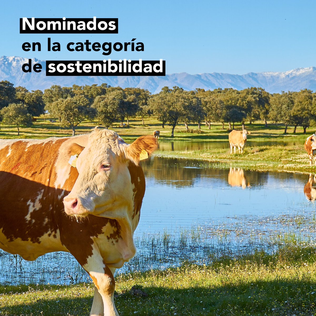 Qué mejor manera que volver a la rutina con noticias como ésta: La Finca está Nominada a los III Premios @madridalimenta en la categoría de Sostenibilidad 🍃 ¡Gracias por reconocer nuestro trabajo!​ 🙌🏼 #premiosmadridalimenta #sostenibilidad #medioambiente #labuenavida