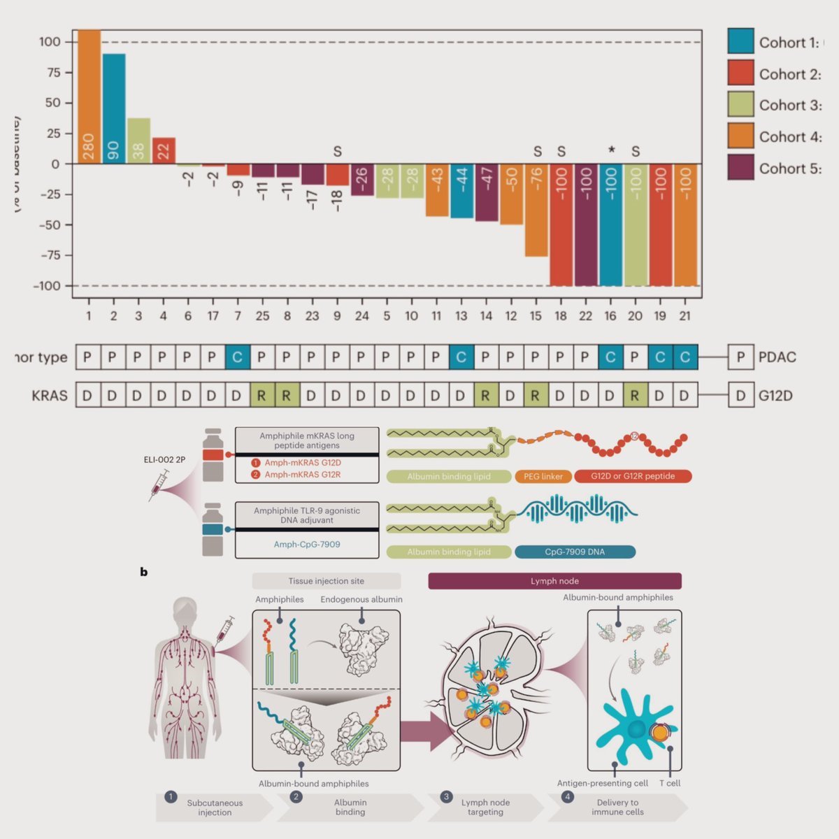 ひゃーすごい。KRASワクチンELI-002の第1相AMPLIFY-201試験、KRAS G12DやG12Rで完全奏効を連発している。KRAS変異ペプチドを抗原認識させるらしい。これ、G12C以外のKRASも本当に克服される時代が来そうだゾ！／Nat Med nature.com/articles/s4159…