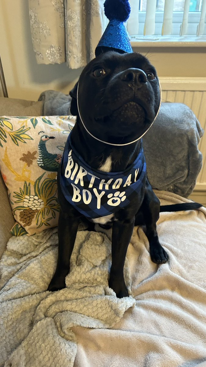 It’s my 3rd birthday 🎈 #frank