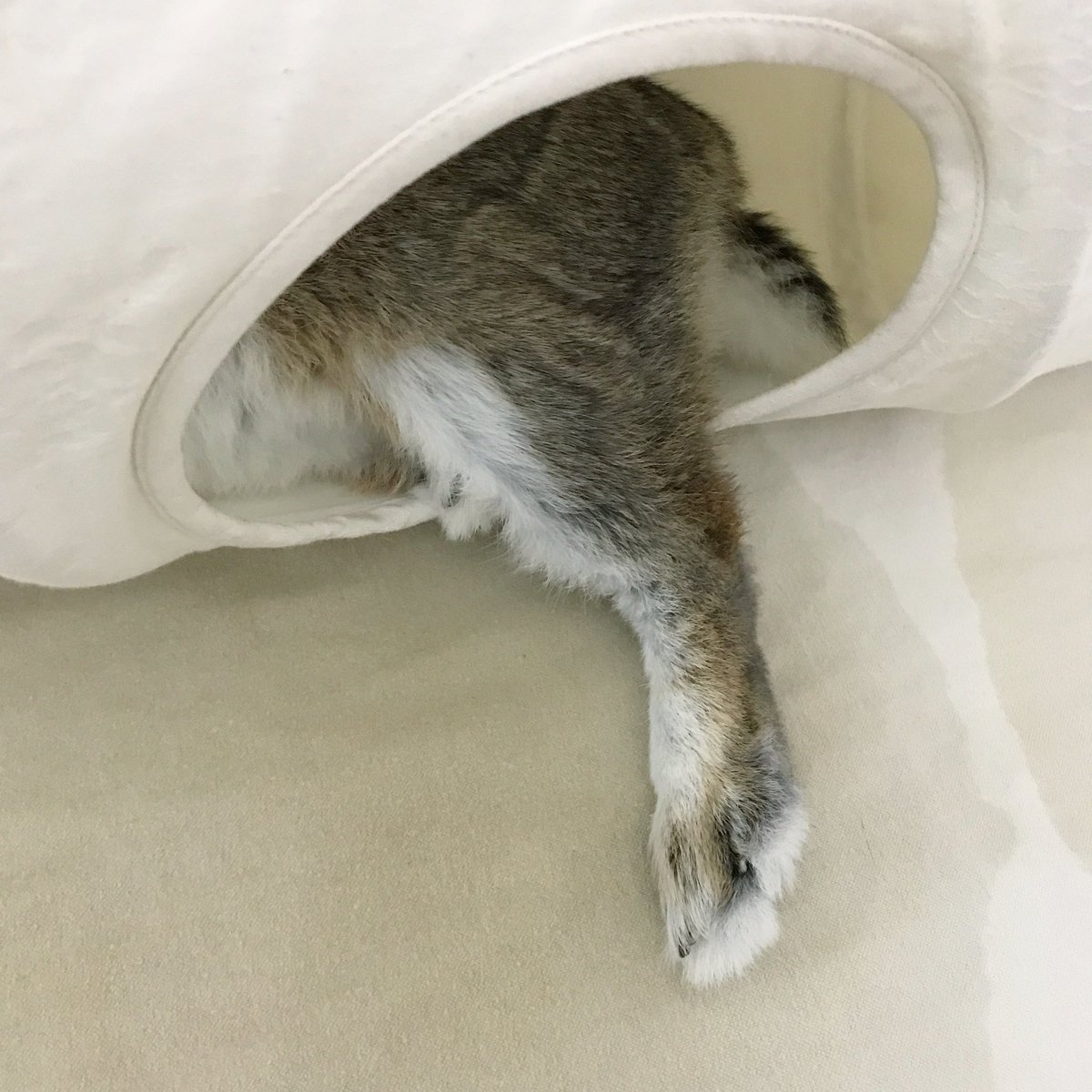 laetitia_rose7's tweet photo. 2021年9月17日。
のわ、こぼれ落ちる脚なのうさ…

#usanoko #noix #うさぎ #うさぎ好きさんと繋がりたい @shop_laetitia_rose #rabbit #lievre #野うさぎ #lapin #うさみみ #ウサノコ #しっぽ https://t.co/KXH7Qap3WW