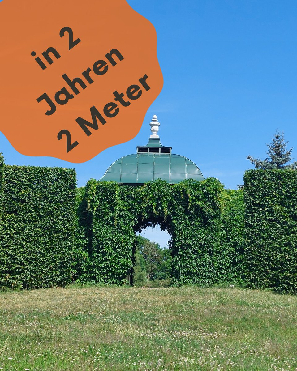 SWunderhecke's tweet photo. Unschlagbar im Wachstum.
Wunderhecke https://t.co/UuqgqfKKAC