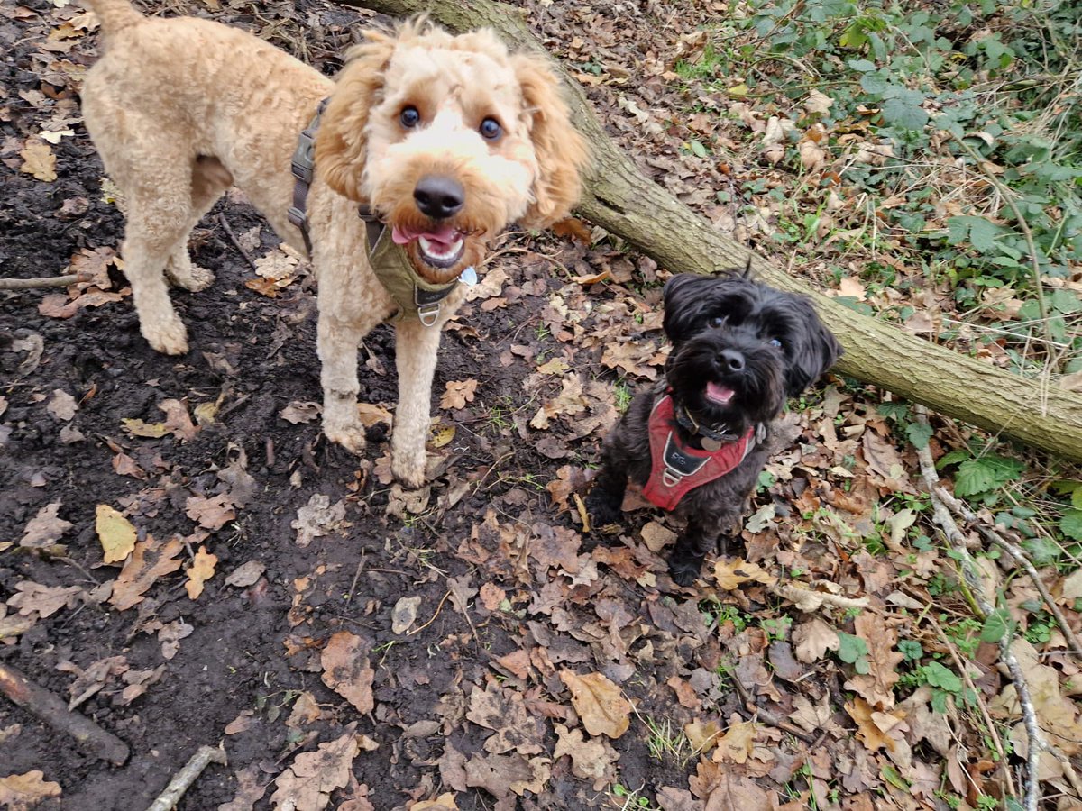 ElizaInWriting's tweet photo. @PhianixxTV @Paul_thegirlcat Meet the pups. Shadow and Chino https://t.co/bLnOYIG5vj