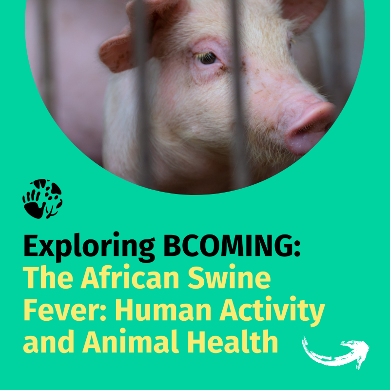 BcomingEU's tweet photo. #ExploringBCOMING is back! ✨

Today we turn our attention to the #AfricanSwineFever, an interesting example on how human activity can affect animal health and yet another example of the interconnectedness of human, animal, and environmental health. 🌏💚

Any thoughts? 🤔👇
