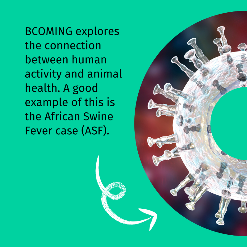 BcomingEU's tweet photo. #ExploringBCOMING is back! ✨

Today we turn our attention to the #AfricanSwineFever, an interesting example on how human activity can affect animal health and yet another example of the interconnectedness of human, animal, and environmental health. 🌏💚

Any thoughts? 🤔👇
