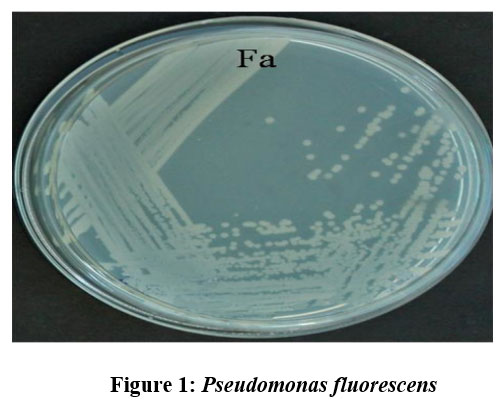curr_agri_res's tweet image. bit.ly/3RYijXN - Read the Article here
Biological Control for Solanum melongena L. in Sustainable Agriculture.

#Bioagent #PGPR #Phytopathogen #Phytostumillatoryeffect #Sodiumalginate #Agriculture #climatechange #AgriculturalSciences #agtech #Agronomy #PlantBreeding