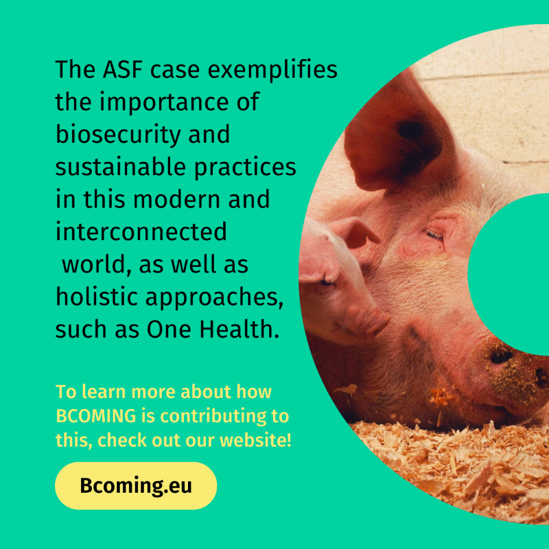 BcomingEU's tweet photo. #ExploringBCOMING is back! ✨

Today we turn our attention to the #AfricanSwineFever, an interesting example on how human activity can affect animal health and yet another example of the interconnectedness of human, animal, and environmental health. 🌏💚

Any thoughts? 🤔👇