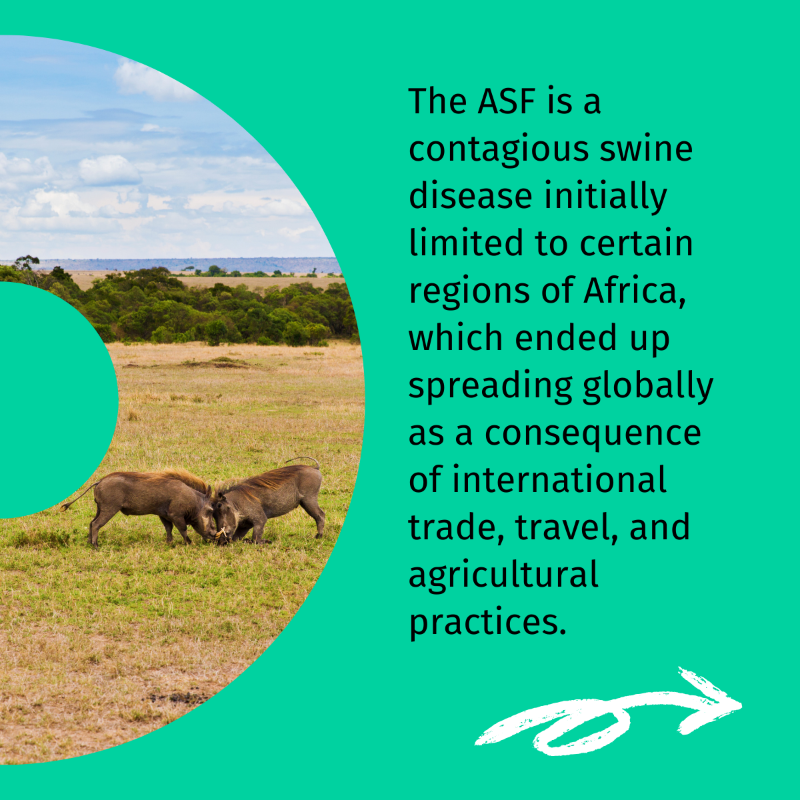 BcomingEU's tweet photo. #ExploringBCOMING is back! ✨

Today we turn our attention to the #AfricanSwineFever, an interesting example on how human activity can affect animal health and yet another example of the interconnectedness of human, animal, and environmental health. 🌏💚

Any thoughts? 🤔👇