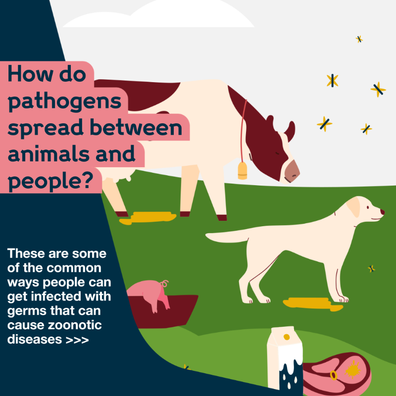 wellcometrust's tweet photo. Zoonotic diseases are infectious diseases that jump from animals to humans. They represent a major global public health problem due to our close relationship with animals.

Read our explainer to learn more about how they spread and how they can be prevented.