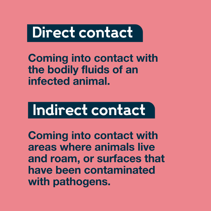 wellcometrust's tweet photo. Zoonotic diseases are infectious diseases that jump from animals to humans. They represent a major global public health problem due to our close relationship with animals.

Read our explainer to learn more about how they spread and how they can be prevented.