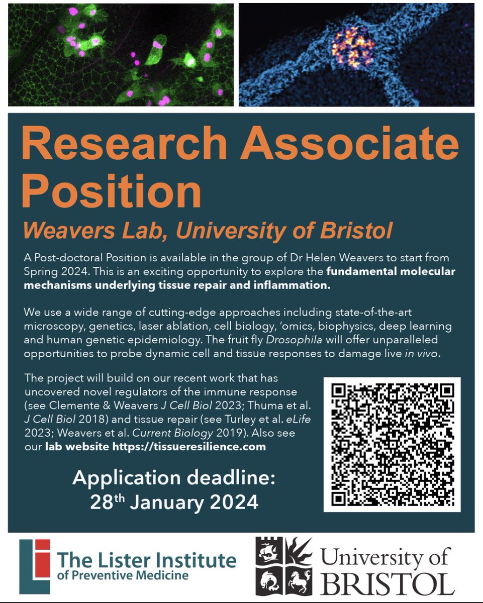 We’re hiring! Interested in live-imaging, molecular cell biology, genetics and omics? We’re recruiting a #postdoc to study tissue repair and inflammation @BristolBiochem funded generously by @ListerInstitute. Please share! Deadline 28th January.