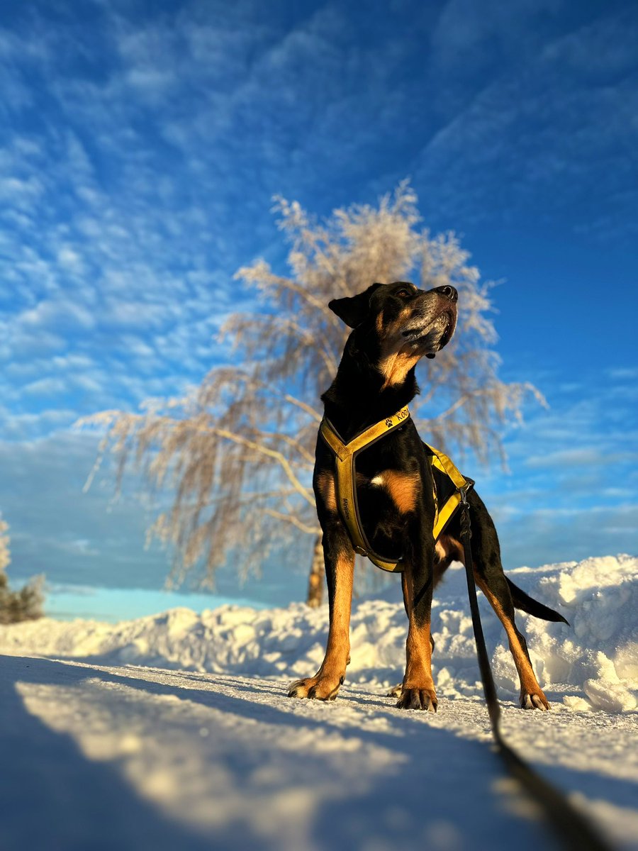 Good Morning from the cold Norway 🇳🇴