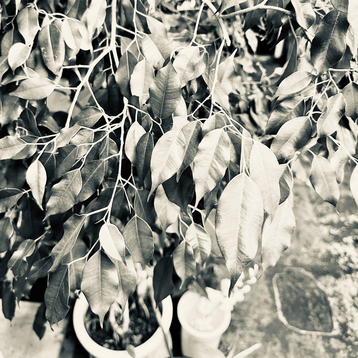 #大鉢　#観葉植物　#ボタニカル