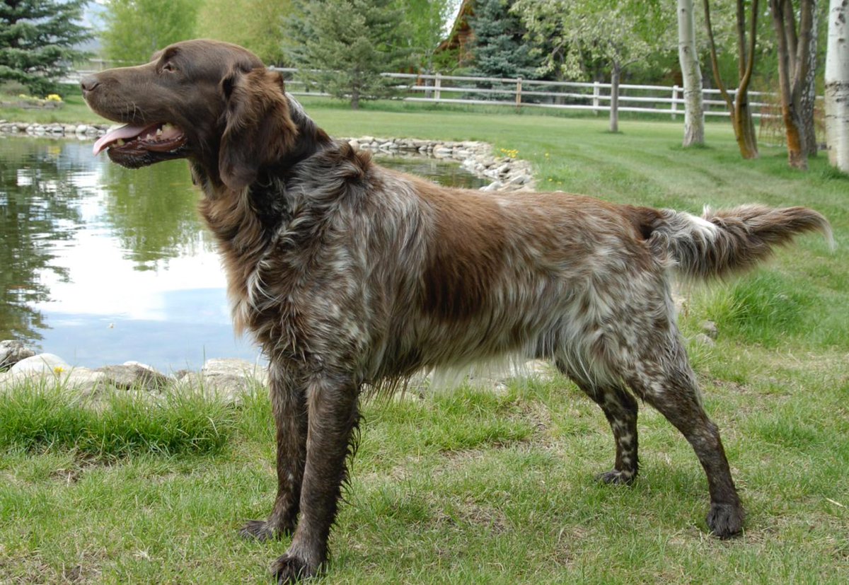 whyaredogscute's tweet photo. When you need a moment to paws and reflect by the pond... 🐾🤔 #ZenDog #PondThoughts #DogLife #CuteDog #Funny #NaturePup #TailWagging https://t.co/URrMmvqUOC