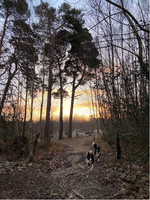 JMSimpsonauthor's tweet photo. Gorgeous morning out with floofs, listening to the divine @passengermusic - something about watching a sunrise listening to 'start a fire' from him.
#writingcommunity #amwriting #booktwitter #passengermusic #startafire #authorlife
#bordercollie #colliesoftwitter #authordogs https://t.co/YwKRcAFtAt