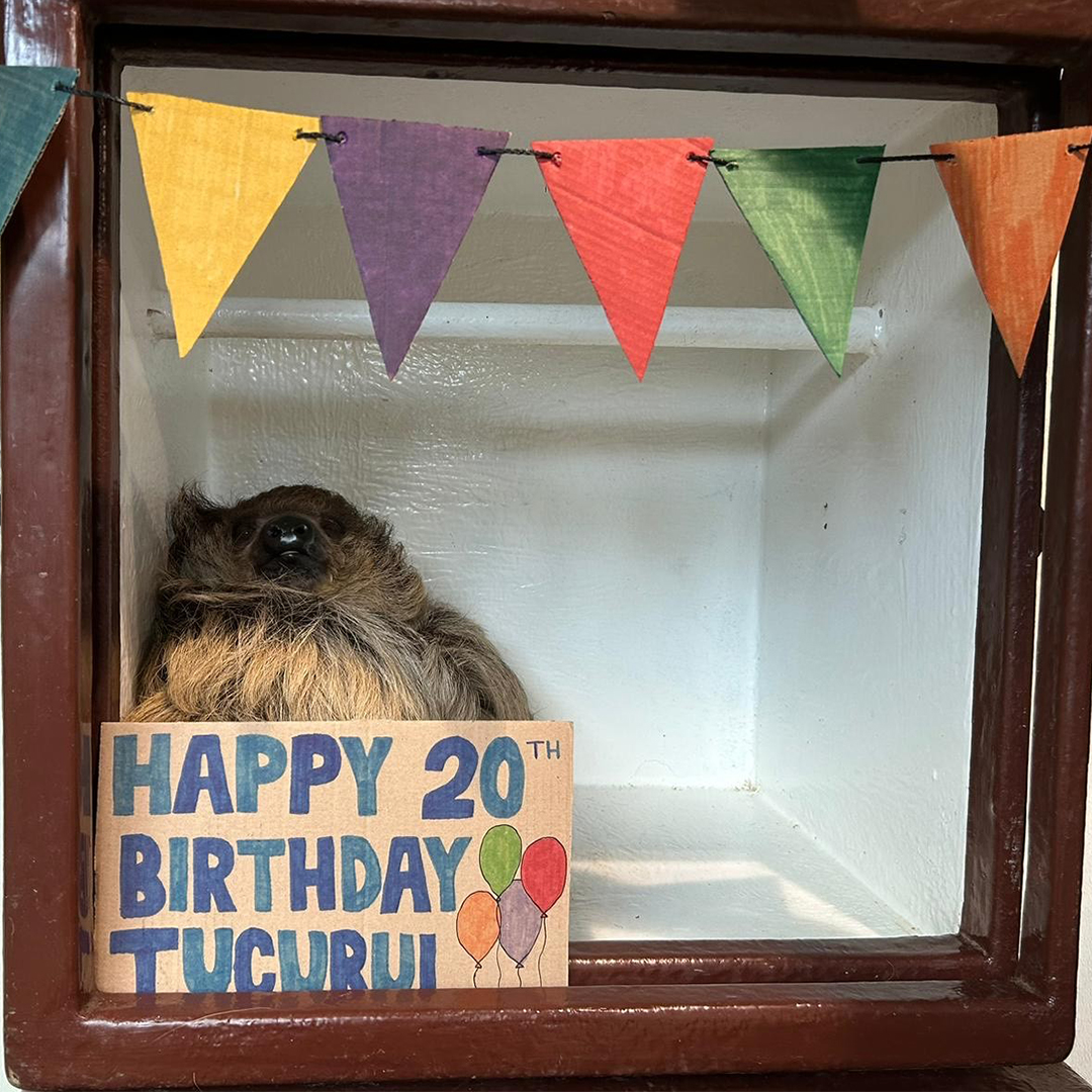 ColchesterZoo's tweet photo. Tucurui turns 20! 🎈

Happy birthday to our Linne’s Two-toed Sloth, Tucurui, who entered her twenties today! https://t.co/Y5XCwUhoil