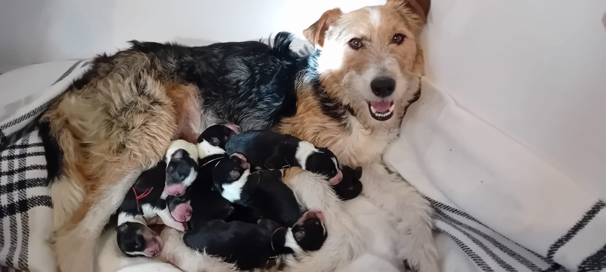 Hola! Estos 9 cachorritos nacidos el 30 de diciembre de tamaño mediano buscan 9 bonitas familias. La madre pesa 15kg. Una amiga ha adoptado esta perrita y estaba embarazada....
Por favor ayudame a difundir,  muchas gracias!!!