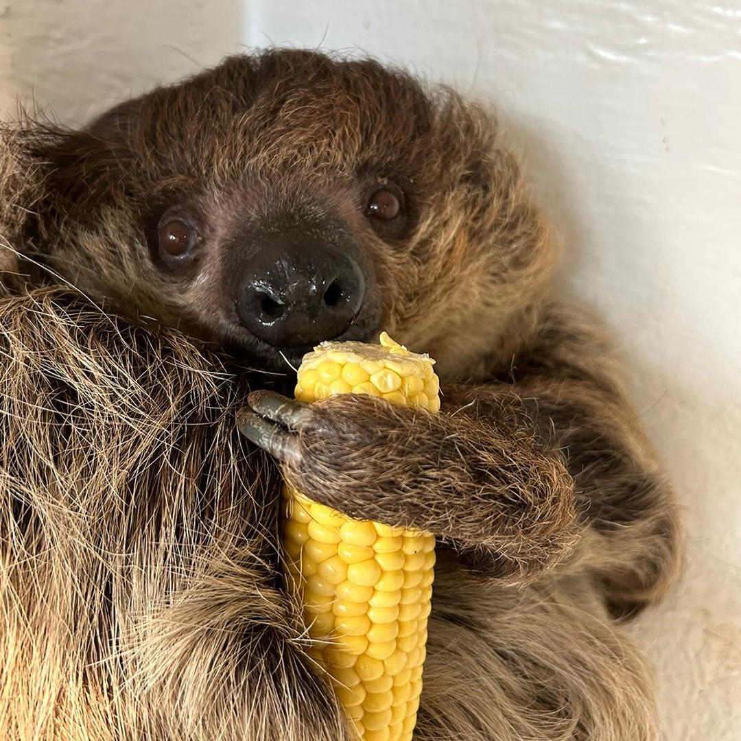 ColchesterZoo's tweet photo. Tucurui turns 20! 🎈

Happy birthday to our Linne’s Two-toed Sloth, Tucurui, who entered her twenties today! https://t.co/Y5XCwUhoil