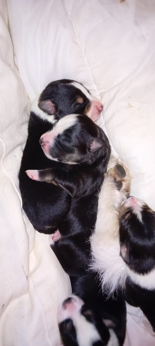 elgatocomun's tweet photo. Hola! Estos 9 cachorritos nacidos el 30 de diciembre de tamaño mediano buscan 9 bonitas familias. La madre pesa 15kg. Una amiga ha adoptado esta perrita y estaba embarazada....
Por favor ayudame a difundir,  muchas gracias!!! https://t.co/gZiMFPPZs1