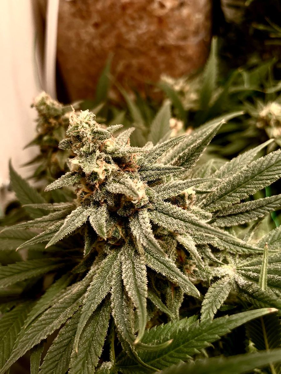 pyramidseeds's tweet photo. Auto Olympia https://t.co/GkFc7hsa4j