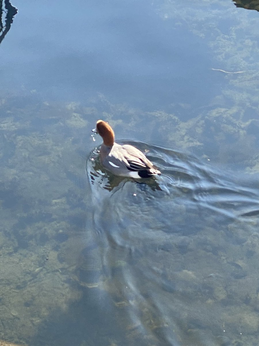 Late #NationalBirdDay post of the Eurasian Wigeon in #arashiyama #birdsofjapan #BirdsOfTwitter #BirdsSeenIn2024