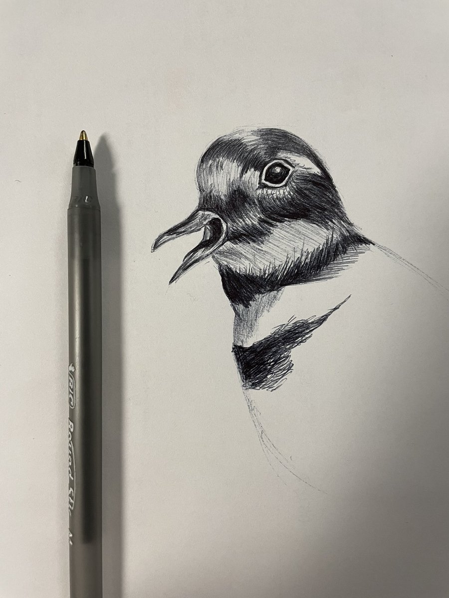 DrewHammersmith's tweet photo. It��s a killdeer https://t.co/wXyYB30zCu