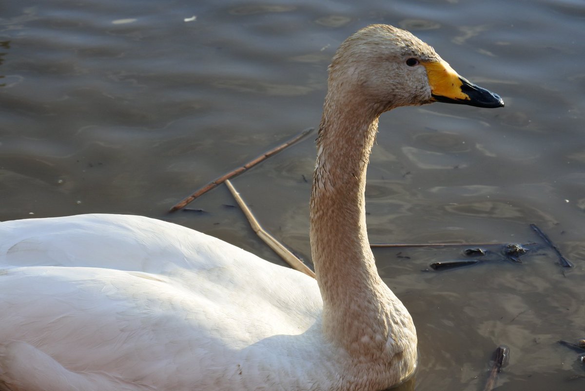 YOSHIKI92312527's tweet photo. #若柳ラムサール公園
#オオハクチョウ
#Nikon
#1j5 https://t.co/NgvlfEAFXc