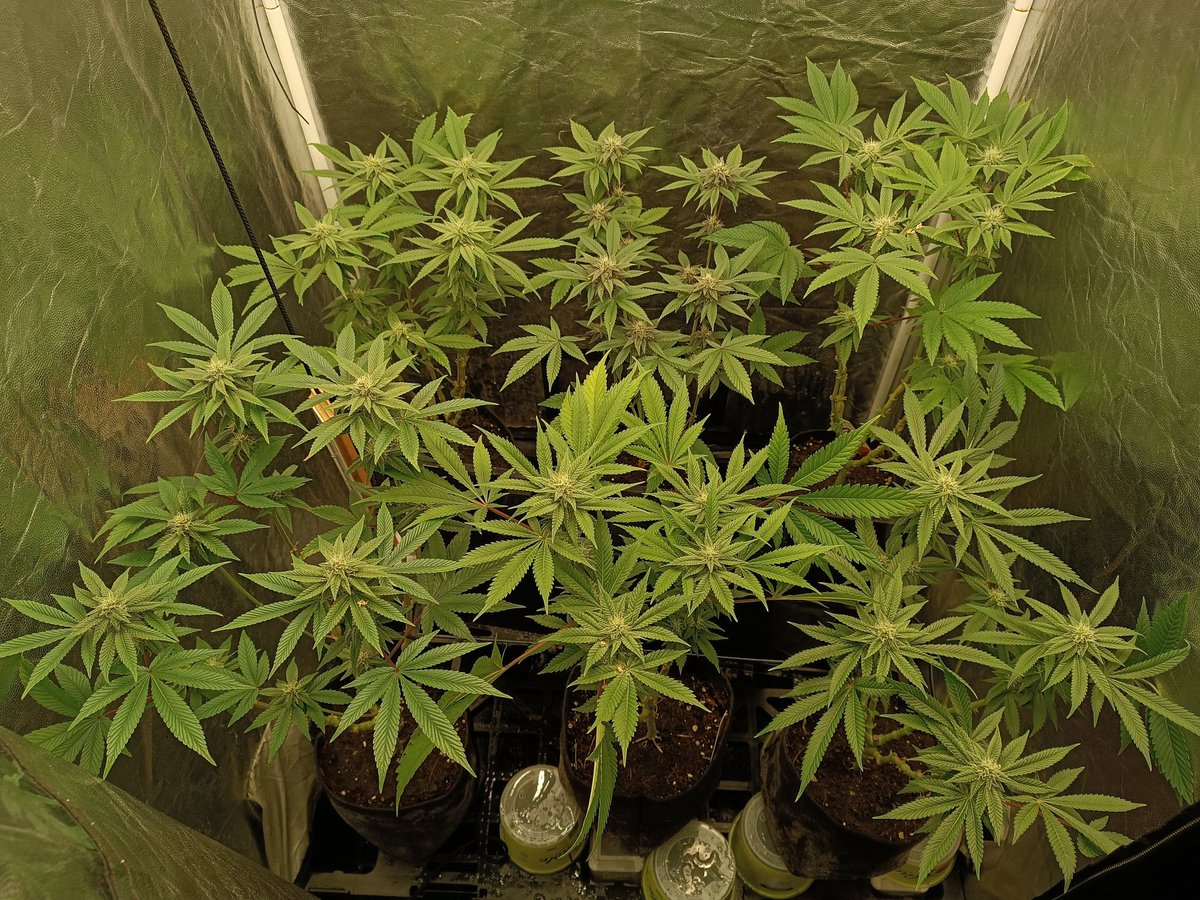 tns_weed's tweet photo. Día 30 de flora, aumentando la EC porque estás matujas se lo comen absolutamente todo.
Tenemos dos candidatas que van a tener un colorcito morado jeje.
#tropcherry x #piñacolada https://t.co/FlxSMssOwx