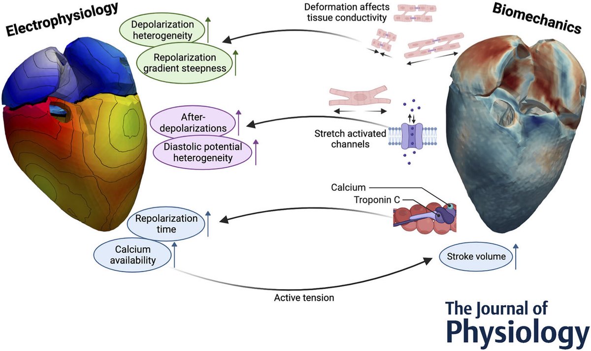 Differential effects of mechano-electric feedback mechanisms on whole-heart activation, repolarization, and tension
doi.org/10.1113/JP2850…

Kudos to Tobias Gerach for having his final work from   <a href="/KITKarlsruhe/">Shmoopy</a>'s Institute of #BME published in <a href="/JPhysiol/">Journal of Physiology</a> 
<a href="/Wavephenomena/">Wave Phenomena</a>